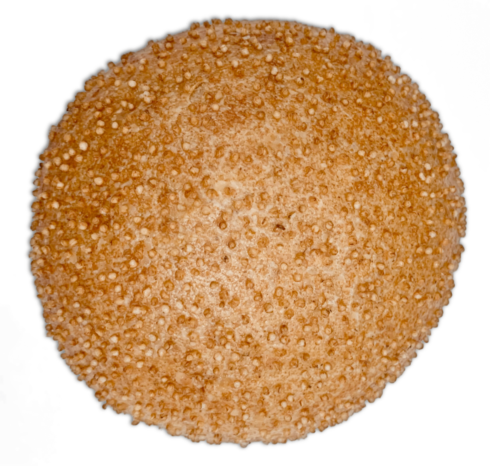 Bio Dinkele
